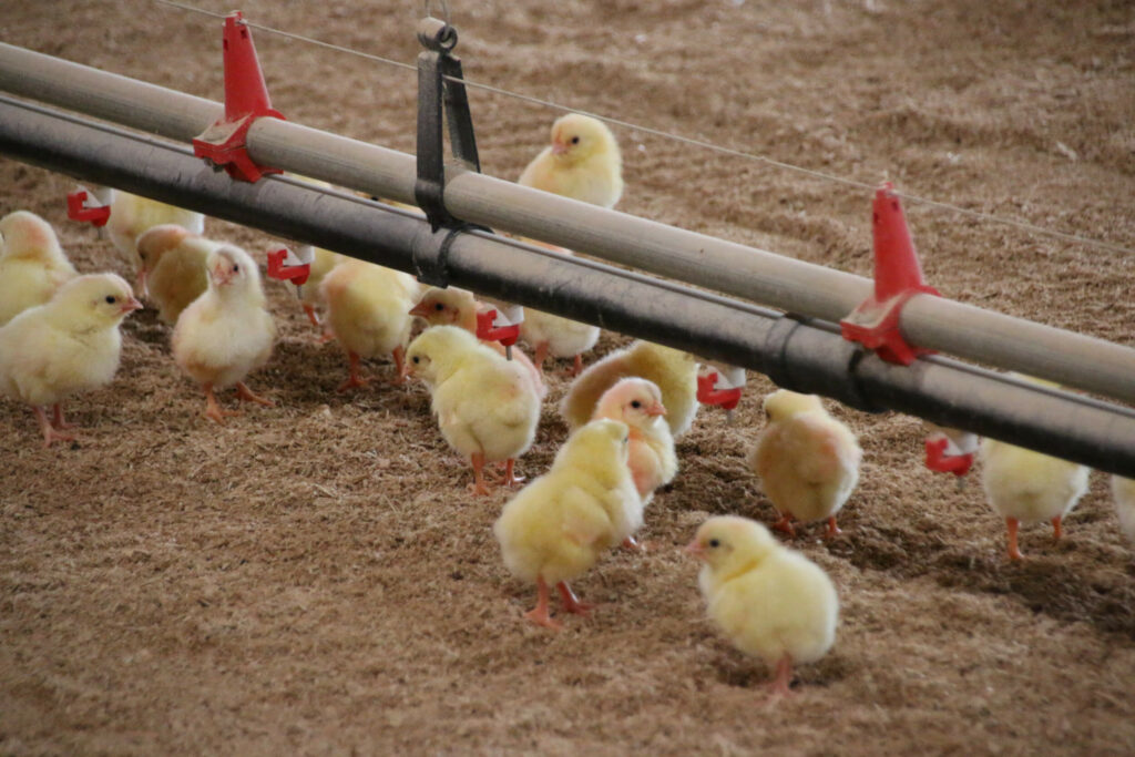 Flock Health Management