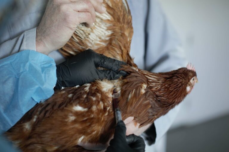 Chicken getting blood drawn for vet diagnostics