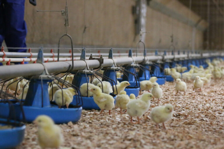 Baby chicks
