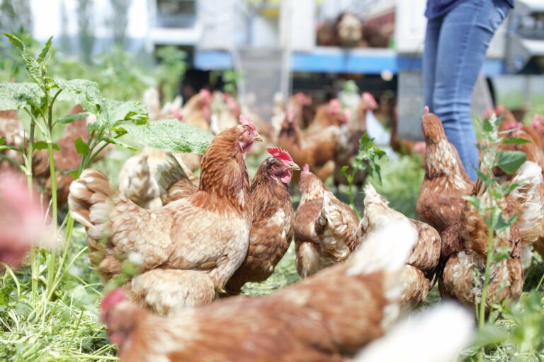 Chickens in field
